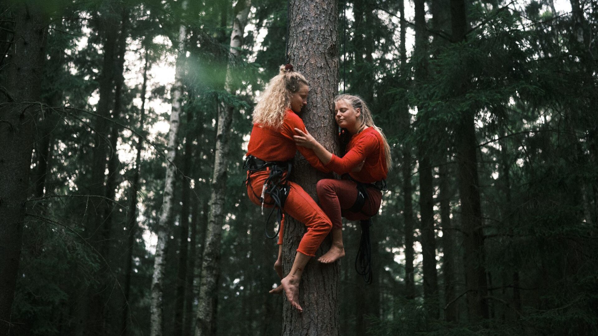 Dwie kobiety przytulają się do drzewa. Są zabezpieczone linkami żeby nie spadły.